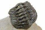 Tower Eyed Erbenochile Trilobite With Three Morocops #254077-4